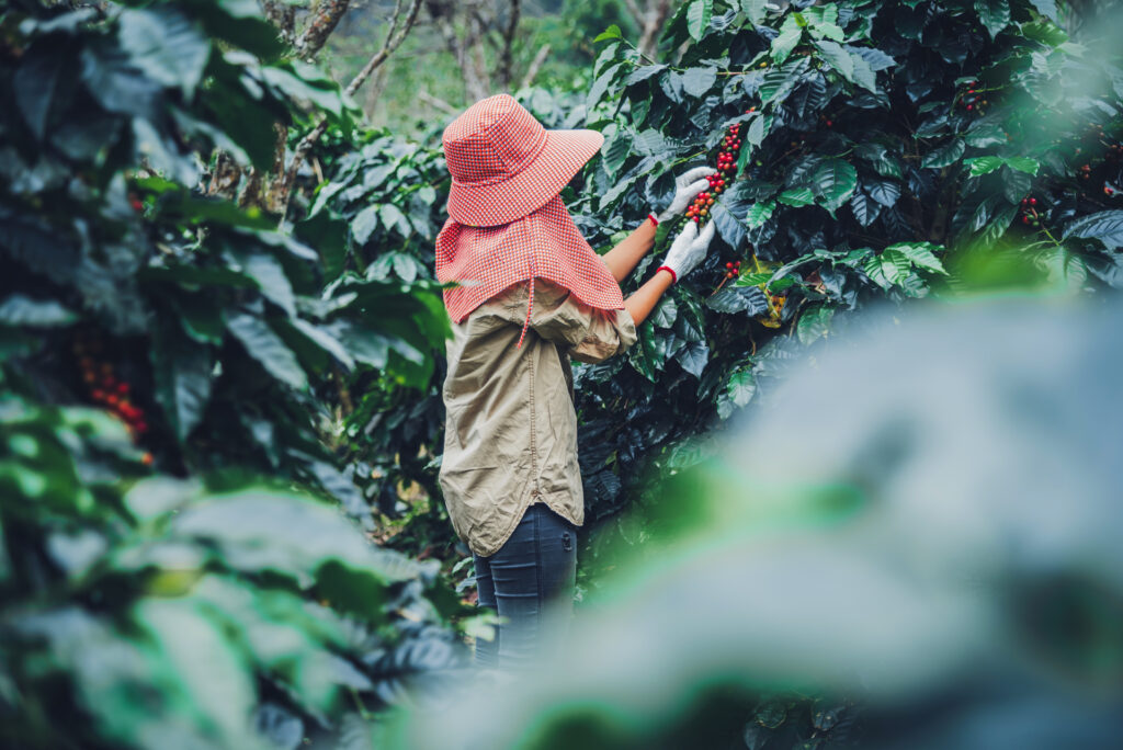 Female worker working in a coffee plantation agriculture, coffee